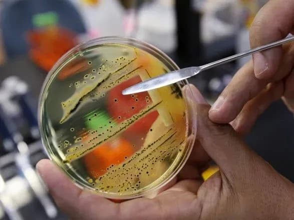 salmonela-ukrayini-varto-posiliti-kontrol-za-vvezennyam-produktiv-iz-belgiyi