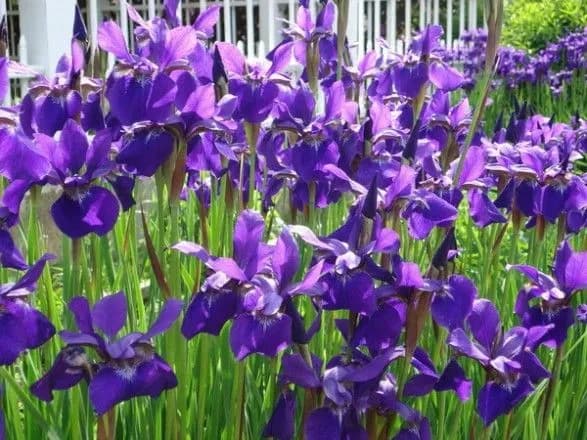 dolinu-nartsisiv-planuyut-stvoriti-na-lvivschini