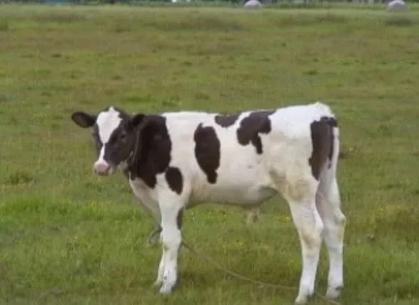 na-kirovogradschini-prodali-tushu-bichka-yakiy-buv-khvoriy-na-skaz