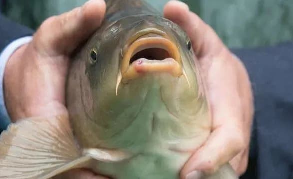 stalo-vidomo-de-kiyanam-vidklyuchat-kholodnu-vodu