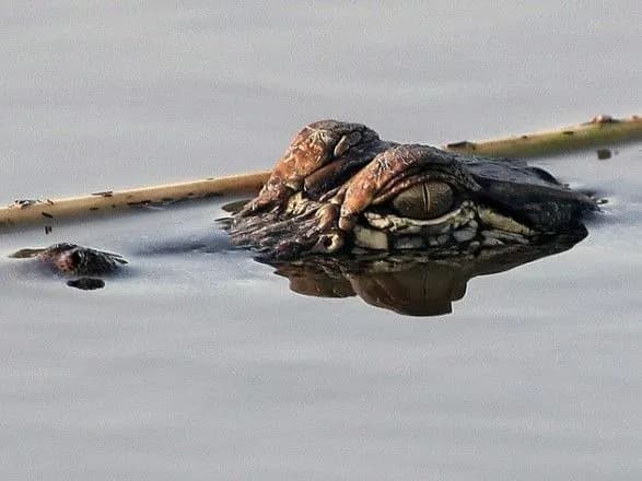 u-ssha-batko-i-sin-cherez-nespravnist-atraktsionu-povisli-nad-stavkom-z-aligatorami