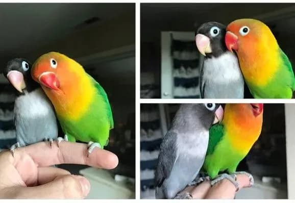 twitter-pidkorila-istoriya-kokhannya-papug-nerozluchnikiv