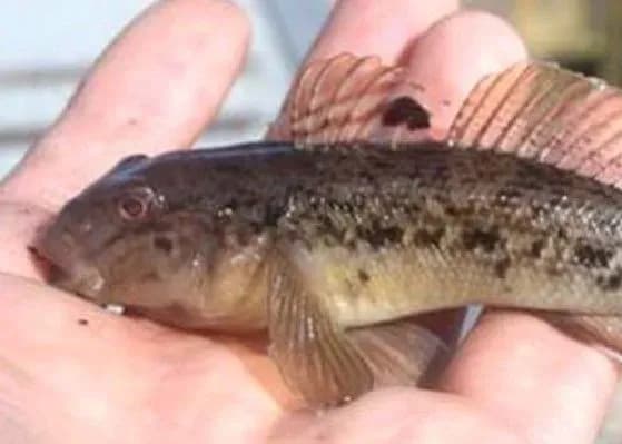 masoviy-mor-ribi-v-mariupoli-ekologi-nazvali-prichinu