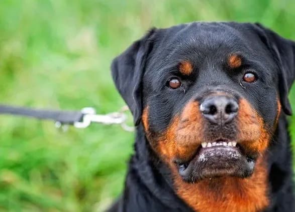 politiku-yakiy-udariv-zhinku-za-zauvazhennya-pro-vidsutniy-namordnik-ogosili-pidozru