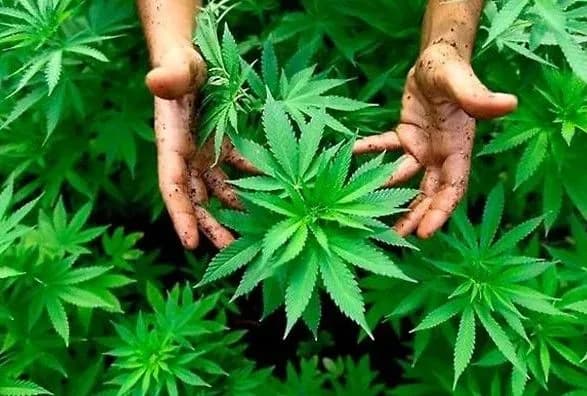 rosiyanin-viroschuvav-v-ukrayini-plantatsiyu-konopli