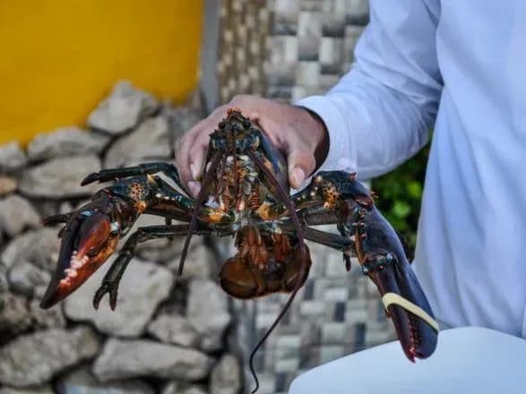 amerikanskiy-restoran-vikoristovuye-marikhuanu-schob-zaspokoyiti-lobsteriv
