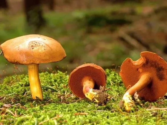 statistika-gribnikh-otruyen-v-ukrayini-u-moz-nazvali-kilkist-zhertv