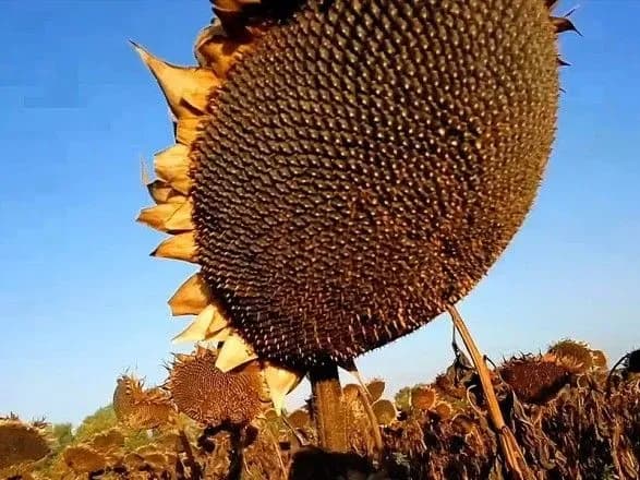 fermeram-kharkivschini-dosi-ne-povernuli-vkradeniy-vrozhay-kaminska