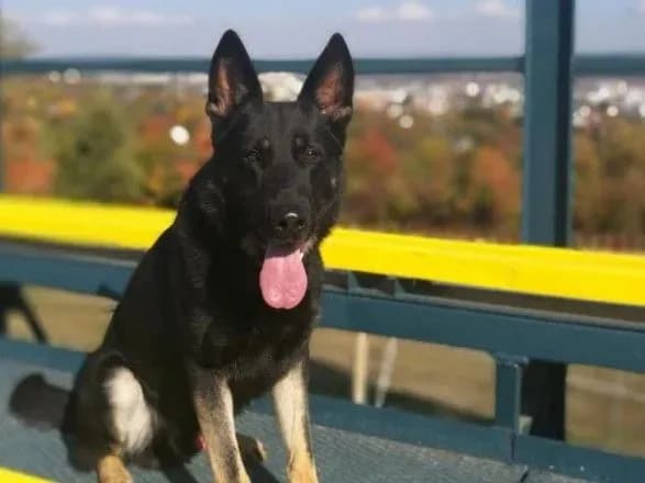 ukrayintsya-u-slovachchini-pokusav-politseyskiy-sobaka