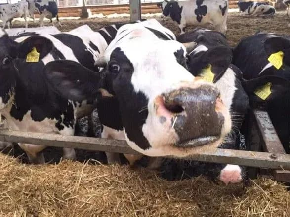 agrodotatsiyi-vid-derzhavi-otrimali-navit-inozemtsi