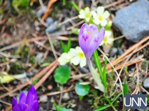 nezadovgo-do-novogo-roku-na-zakarpatti-zatsviv-shafran