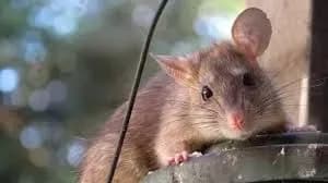 skazheniy-schur-pokusav-zhinku-u-tsentri-kiyeva