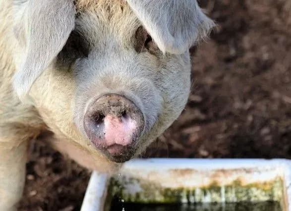 achs-u-kitayi-ne-vschukhaye