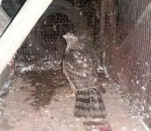 u-lisi-v-karpatakh-znayshli-khizhogo-ptakha-z-finlyandiyi