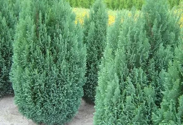 alergologi-poperedili-pro-novu-nebezpeku