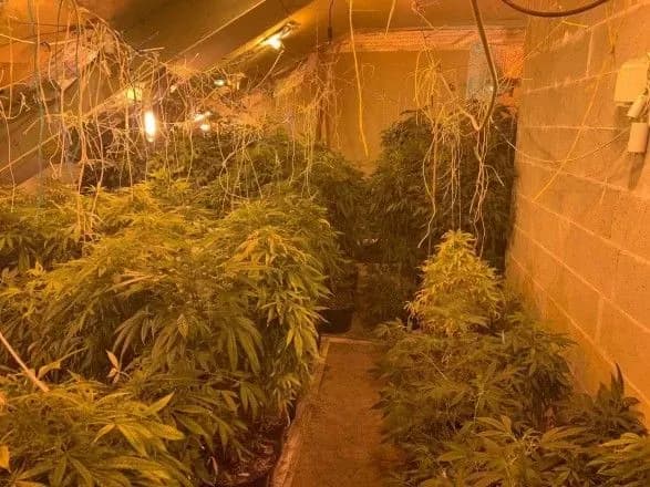 na-gorischi-odnogo-z-budinkiv-kiyeva-viyavili-plantatsiyu-konopli