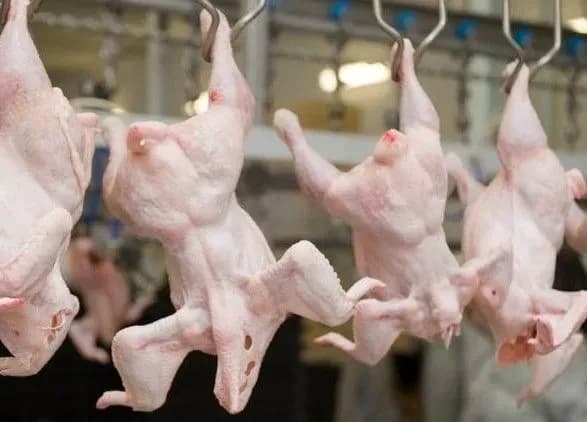 saudivska-araviya-zaminila-brazilsku-kuryatinu-ukrayinskoyu