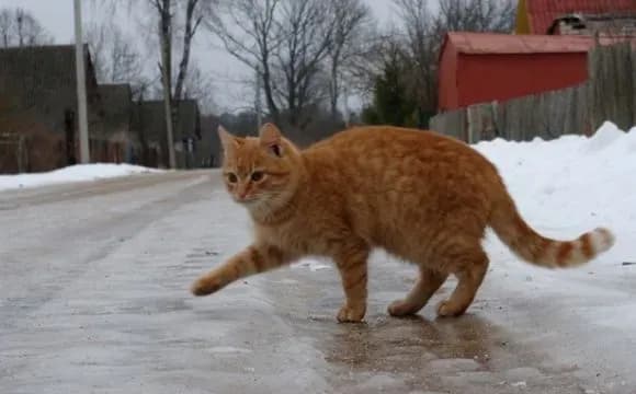 za-ostanni-dva-dni-vid-ozheleditsi-travmuvalosya-ponad-70-kiyan