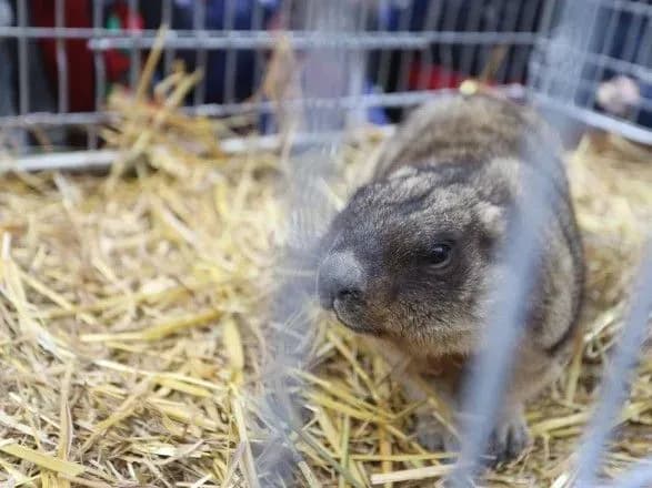 lvivska-babachikha-marusya-sprognozuvala-rannyu-vesnu