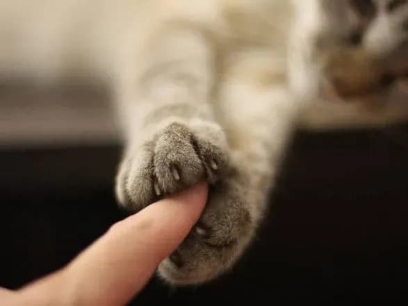 u-chastini-kropivnitskogo-vveli-karantin-cherez-skazhenogo-kota