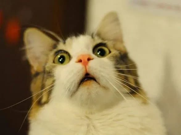 u-radi-rozpovili-koli-porushat-pitannya-chipuvannya-tvarin