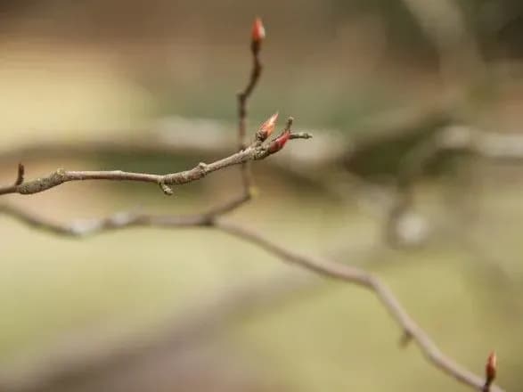 sogodni-po-ukrayini-potepliye-do-15-gradusiv