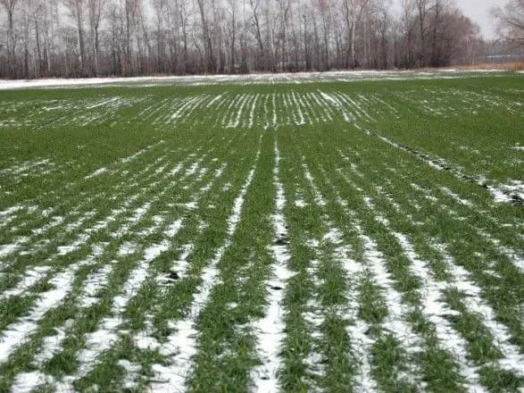 ekspert-sprognozuvav-tsogorich-khoroshiy-vrozhay-ozimikh