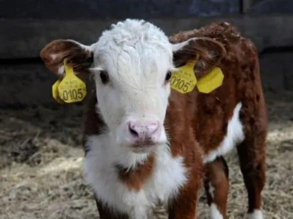 analitiki-brdo-rozpovili-yak-tvarin-identifikuyut-v-yes