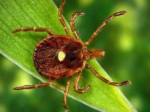 veterinar-poperedila-pro-nebezpeku-klischiv-dlya-domashnikh-ulyublentsiv