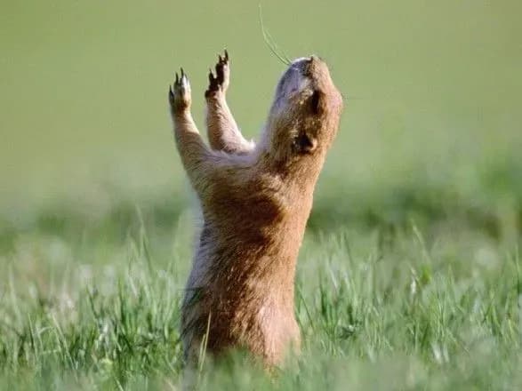 u-travni-na-teritoriyi-ukrayini-ochikuyetsya-vid-15-do-18-tepla