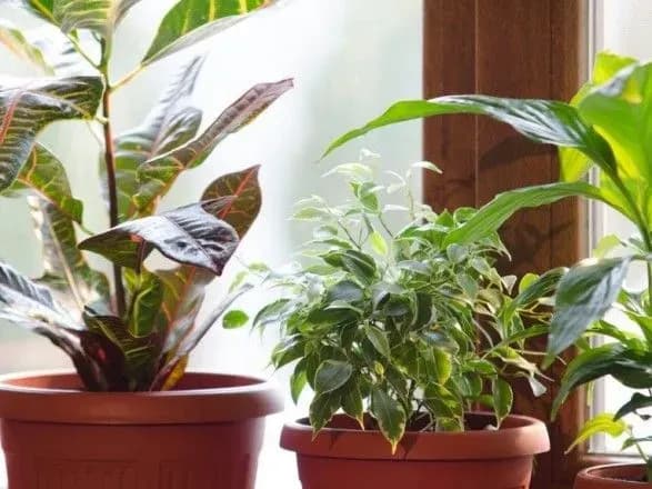 ekspert-rozpovila-pro-nebezpechni-kimnatni-roslini