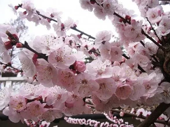 sinoptiki-rozpovili-koli-na-zakarpatti-pochne-tsvisti-abrikos