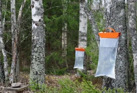 diyetolog-rozpovila-pro-korist-berezovogo-soku