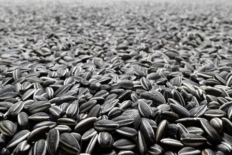 v-odeskiy-oblasti-znovu-vikrali-tonni-nasinnya