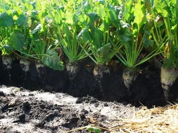 posivna-2019-agrariyi-zasiyali-tsukrovimi-buryakami-200-tis-ga