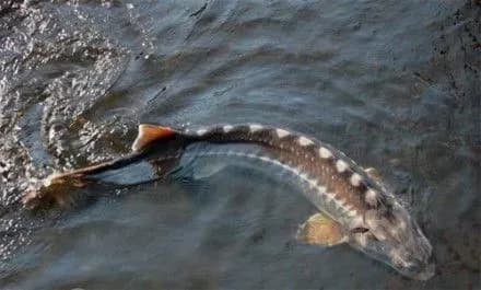 pri-patrulyuvanni-azovskogo-morya-vryatuvali-bilshe-desyatka-chervonoknizhnikh-osetriv