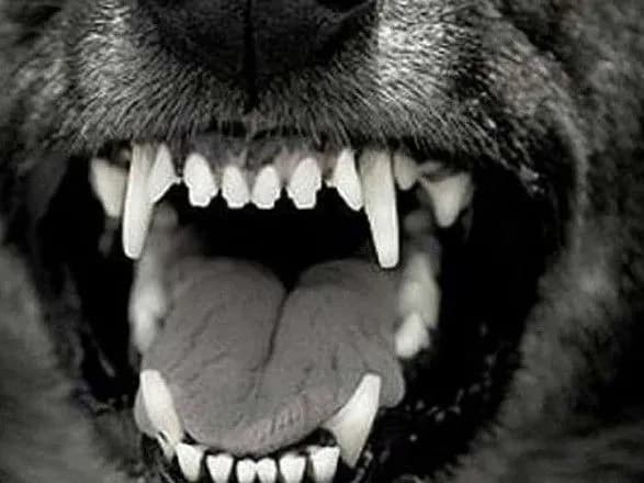 u-rivnomu-vivcharka-vidkusila-palets-svoyemu-gospodarevi