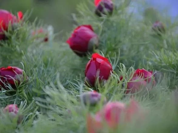 u-landshaftnomu-parku-kleban-bik-roztsvili-pivoniyi