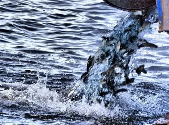 torik-do-ukrayinskikh-vodoym-vipustili-ponad-41-mln-malkiv-rib