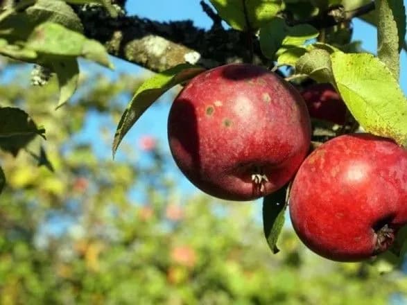 za-pershiy-tizhden-travnya-rosiyani-zatrimali-87-tonn-ovochiv-i-fruktiv-z-bilorusi