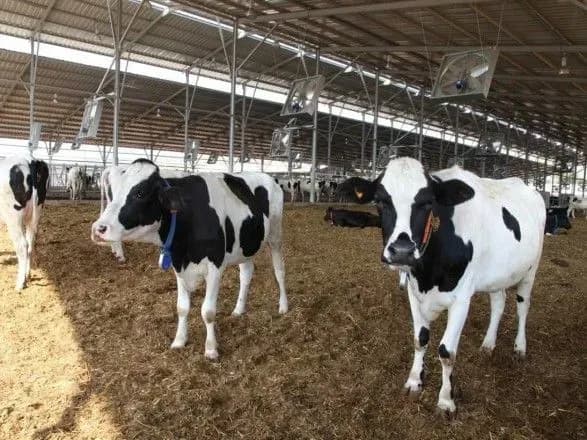 ochikuvannya-ukrayinskikh-tvarinnikiv-na-eksport-v-yes-pesimistichni