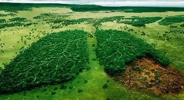 na-kiyivschini-zriye-ekologichna-katastrofa