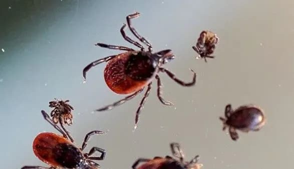 ninishnya-pogoda-v-ukrayini-spriyaye-aktivnosti-klischiv-ekspert