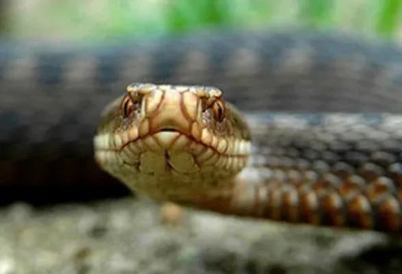 na-lvivschini-zhinku-vkusila-zmiya-2