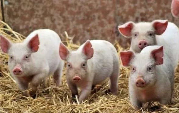 malayziya-gotuyetsya-do-proniknennya-virusu-achs