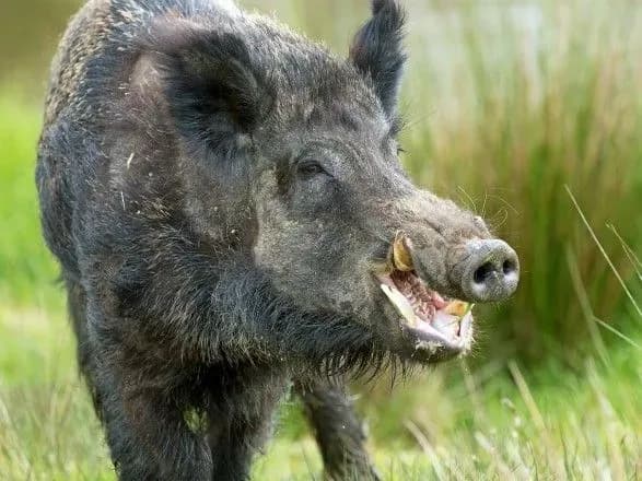 u-krivomu-rozi-100-kilogramoviy-kaban-zastryag-u-vigribniy-yami