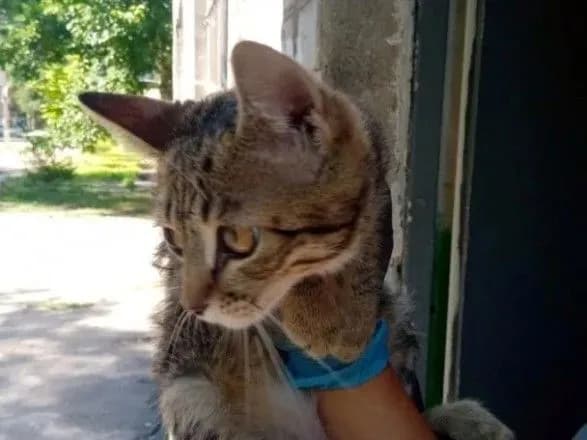 u-dnipri-vryatuvali-kota-yakiy-pyat-dniv-ne-mig-spustitisya-z-dereva