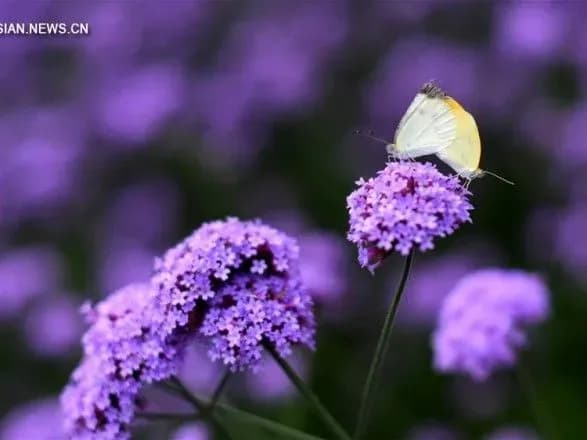 u-kitayi-masovo-kvitne-verbena