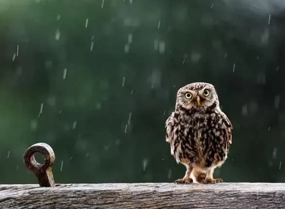 sogodni-v-ukrayini-doschitime-774292