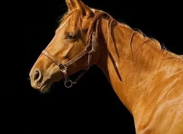 na-kubi-schonaymenshe-20-lyudey-postrazhdali-v-rezultati-zitknennya-avtobusa-z-konem